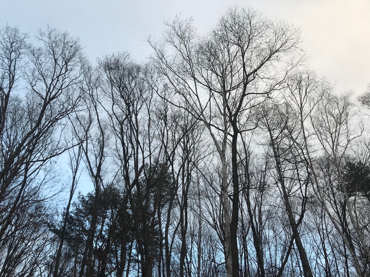 葉が落ちた木立は視界がよく、冬は野鳥観察にもおすすめの季節です