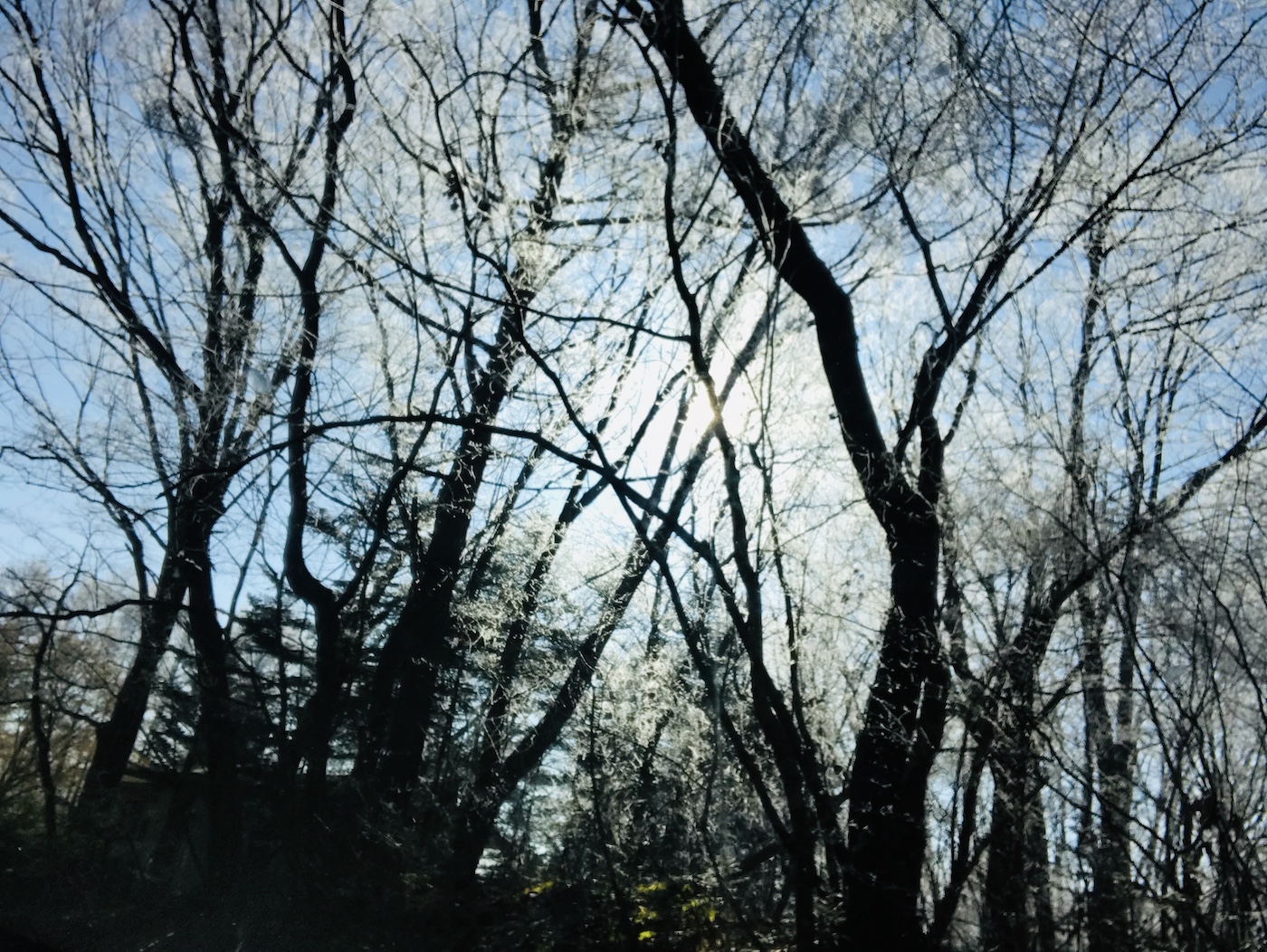 木に着いた霜は樹霜。朝日が眩しい朝の林道