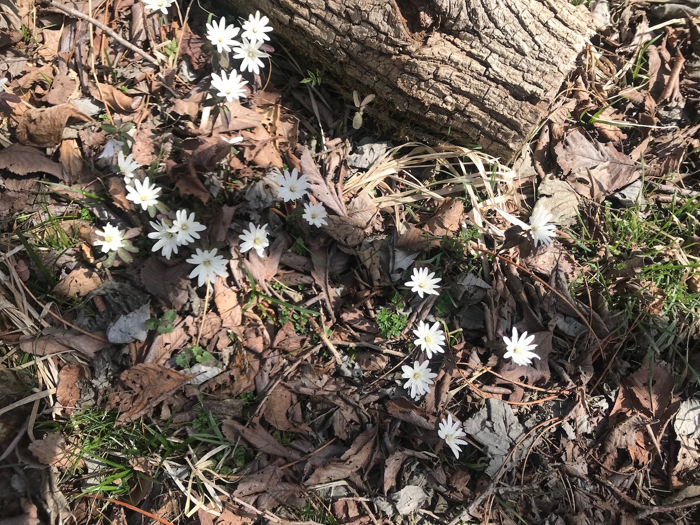 枯葉の中で咲く白い花は小さくてもとても目立っていました