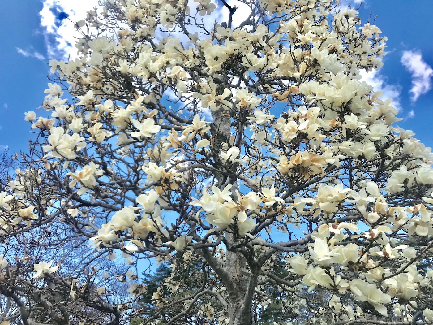 ハクモクレンの白い花が、春の眠たい山麓に映えます