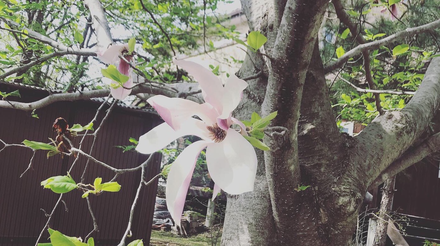 一昨年のモクレンの花。2020年5月5日に御代田周辺で撮影