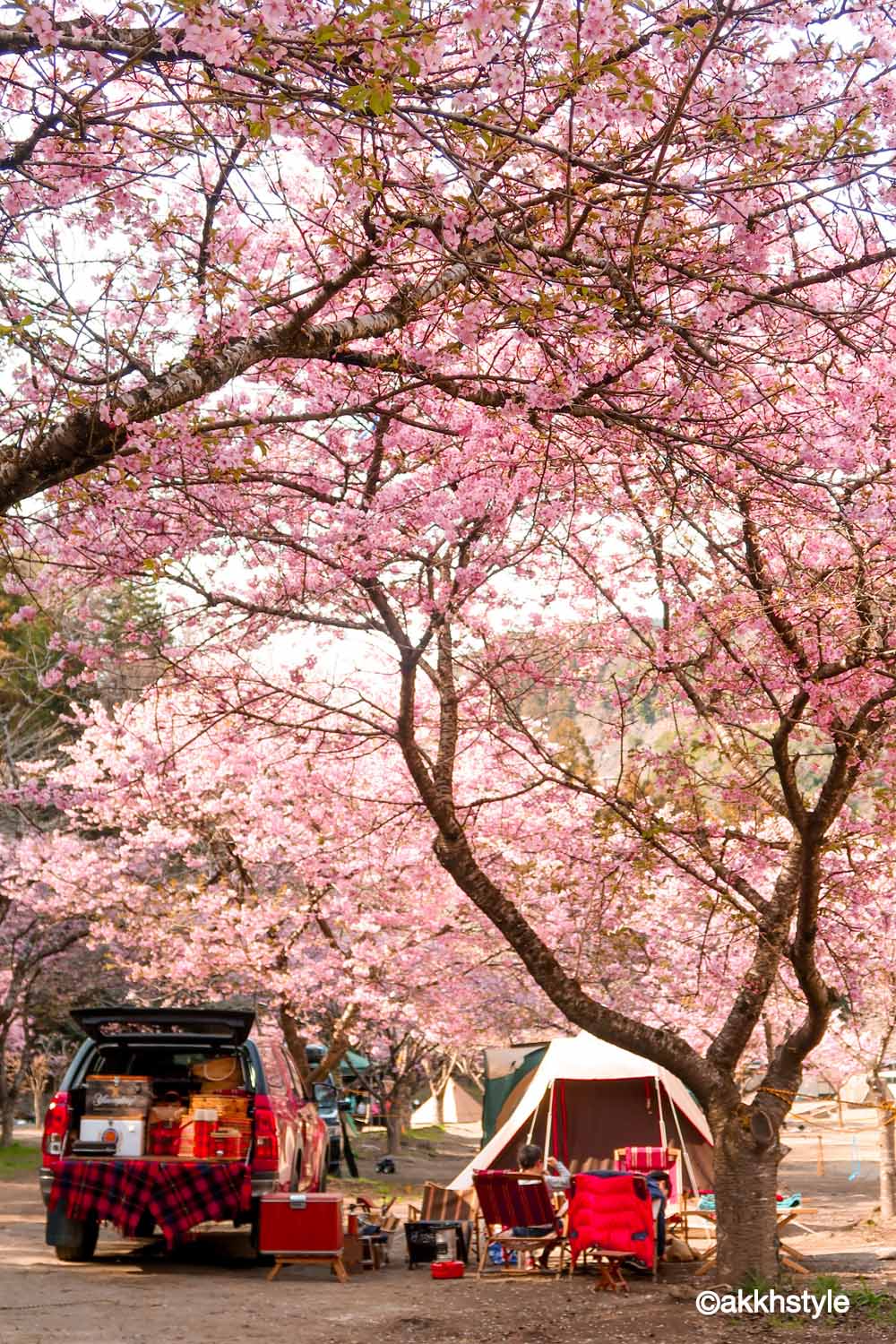 予約はもちろんだが、桜の木の下の場所取りは大変。空いてた頃が懐しい。