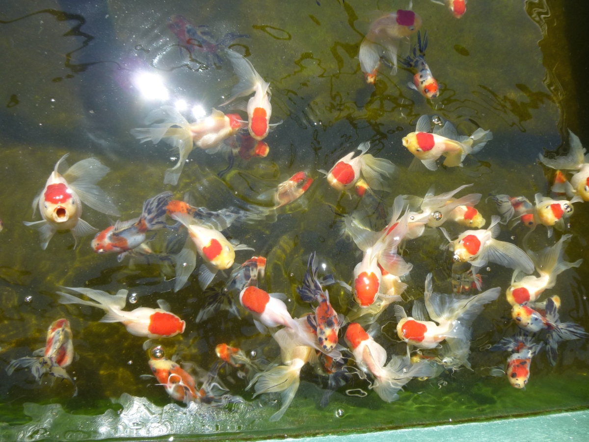 葛飾区 24種類 約1000匹の金魚が見られる葛飾区金魚展示場 赤ちゃん金魚が華麗に色変わり中 Asa24 Yahoo Japan クリエイターズプログラム