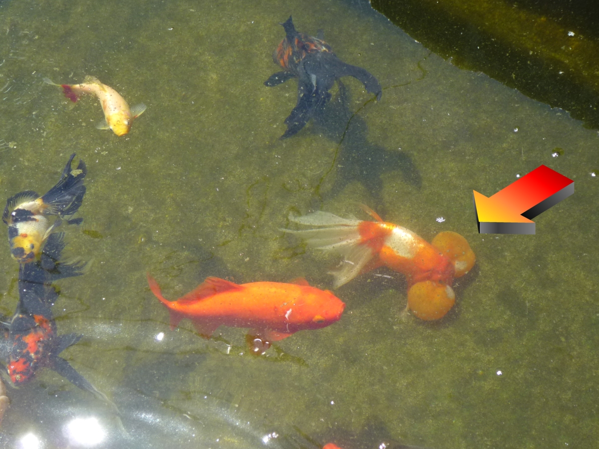 葛飾区 24種類 約1000匹の金魚が見られる葛飾区金魚展示場 赤ちゃん金魚が華麗に色変わり中 Asa24 Yahoo Japan クリエイターズプログラム