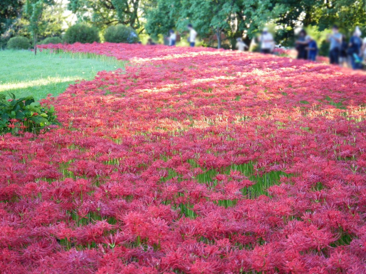 赤い彼岸花が咲く丘は、来園者に大人気