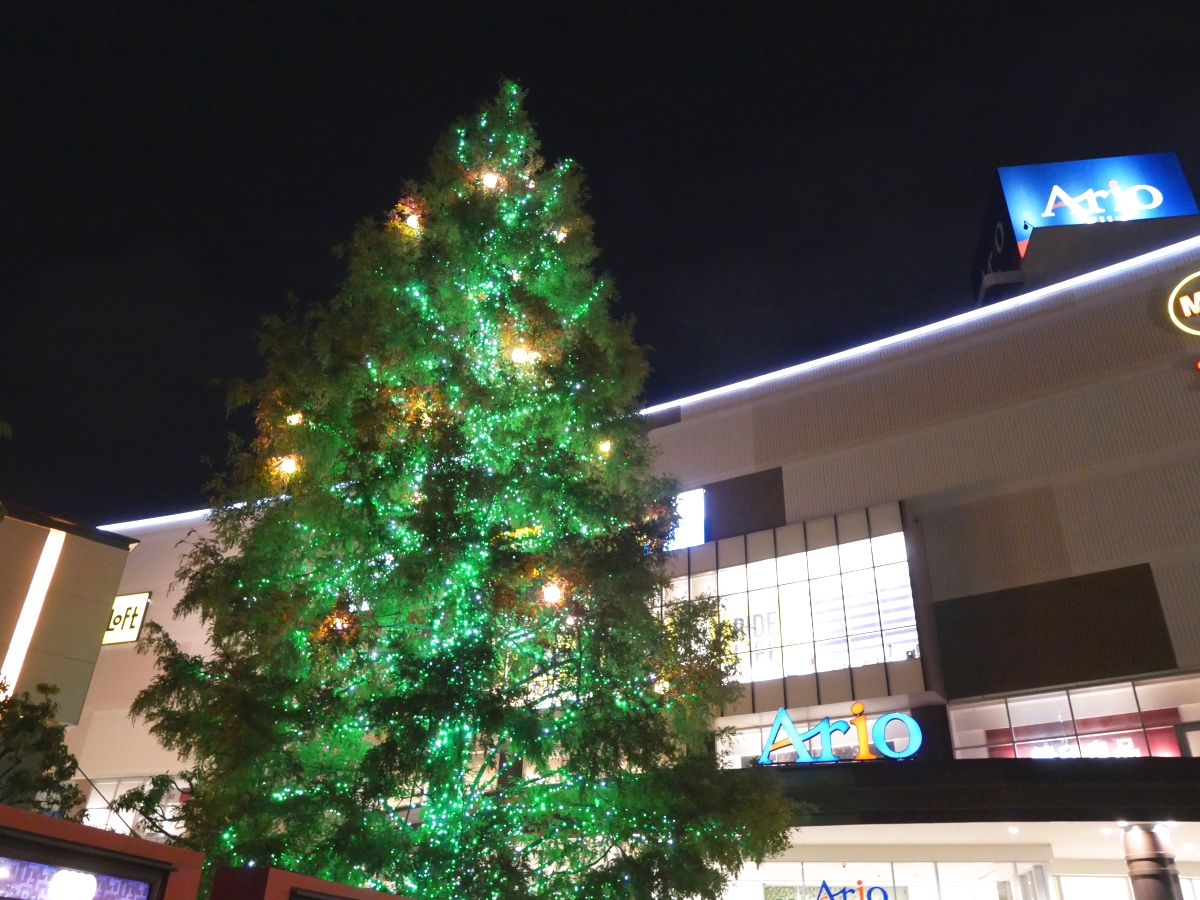 アリオのイベント広場側入口の前の木。巨大なクリスマスツリーに変身！