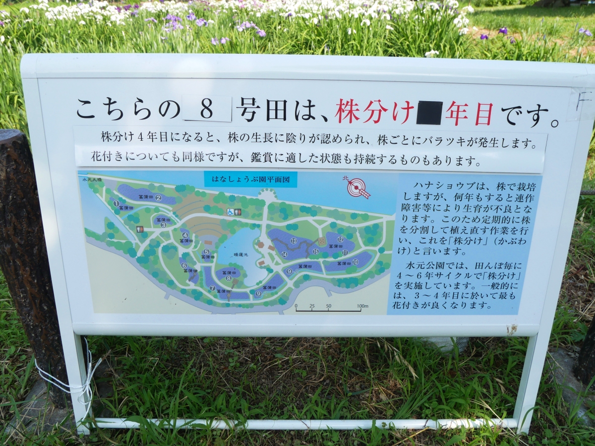 はなしょうぶ園の案内図。菖蒲田のあちこちに立っています