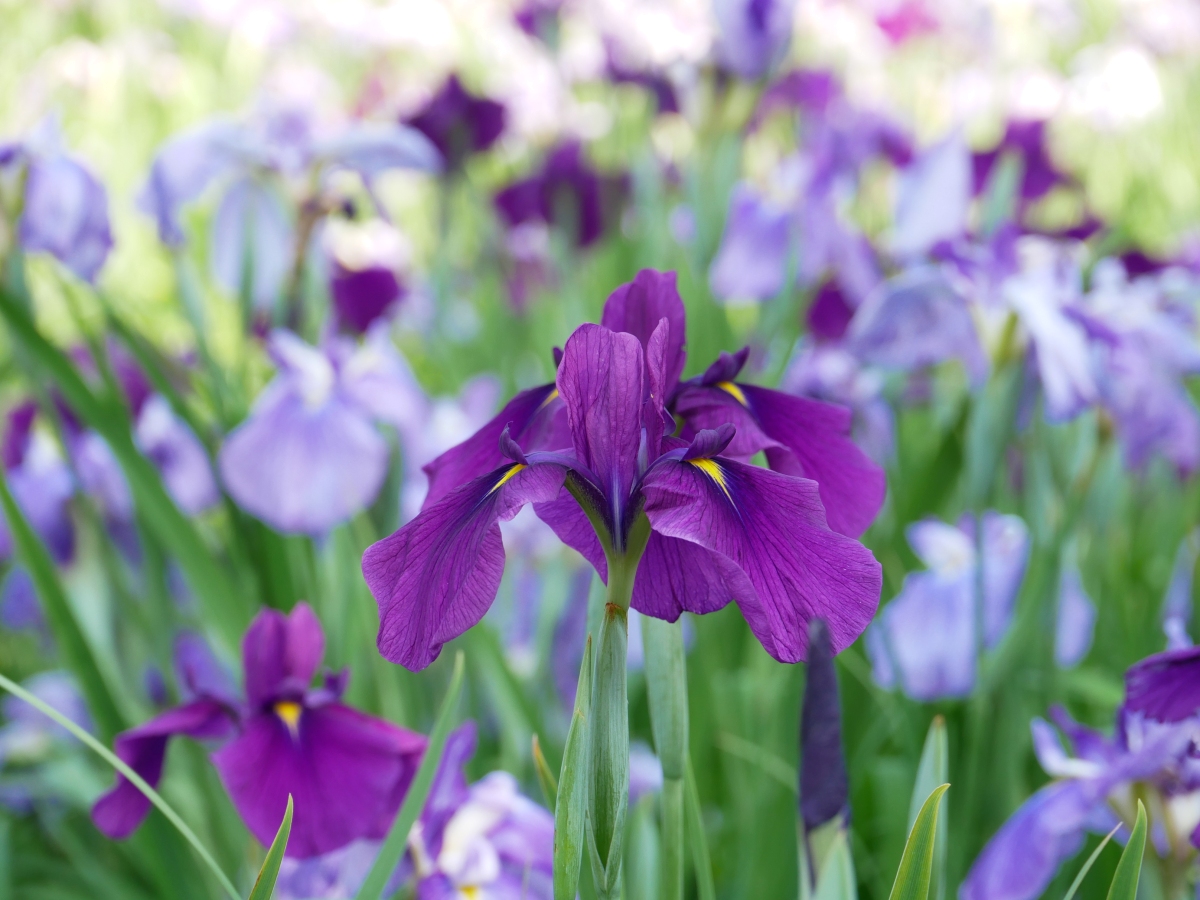 7号田に咲く紫の花菖蒲