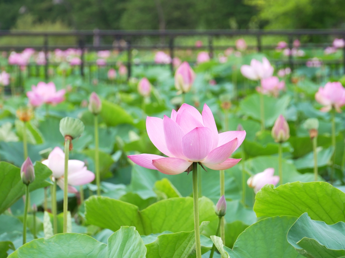 葛飾区 鮮やかなハスの花が見頃 水元公園の ハス池 をどこまでも彩る大輪のハスが涼しげ Asa24 Yahoo Japan クリエイターズプログラム