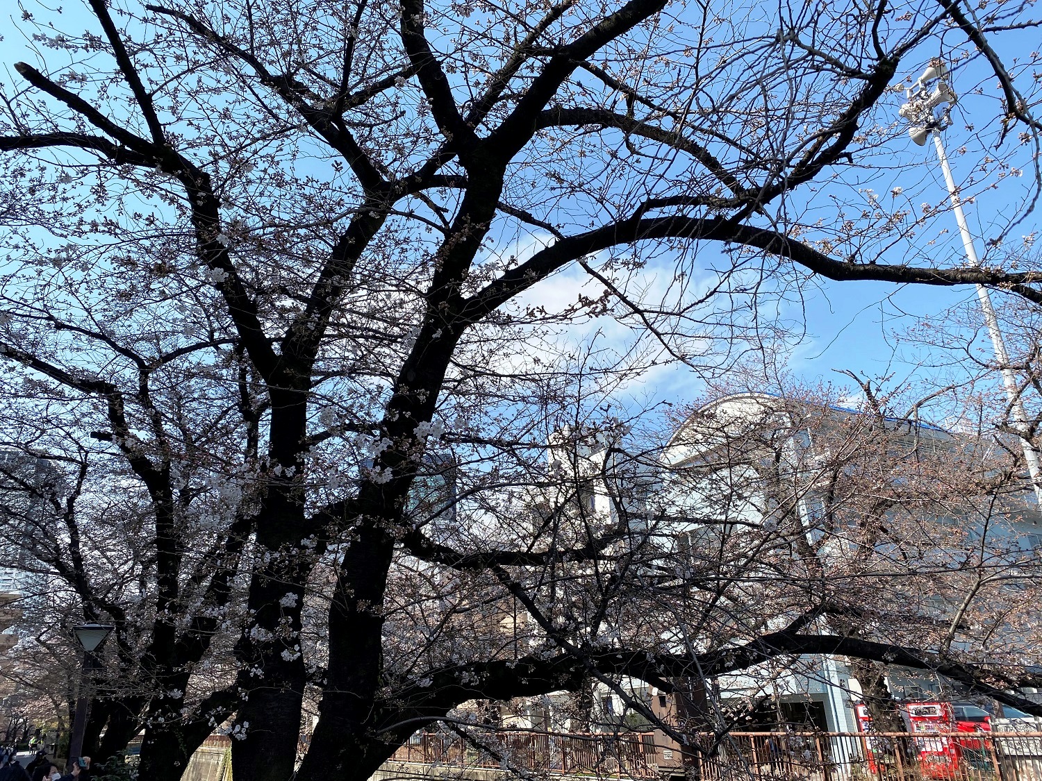 中目黒・目黒川沿いの桜（3月21日に撮影）