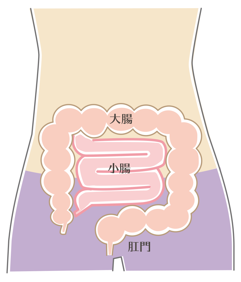 大腸と小腸