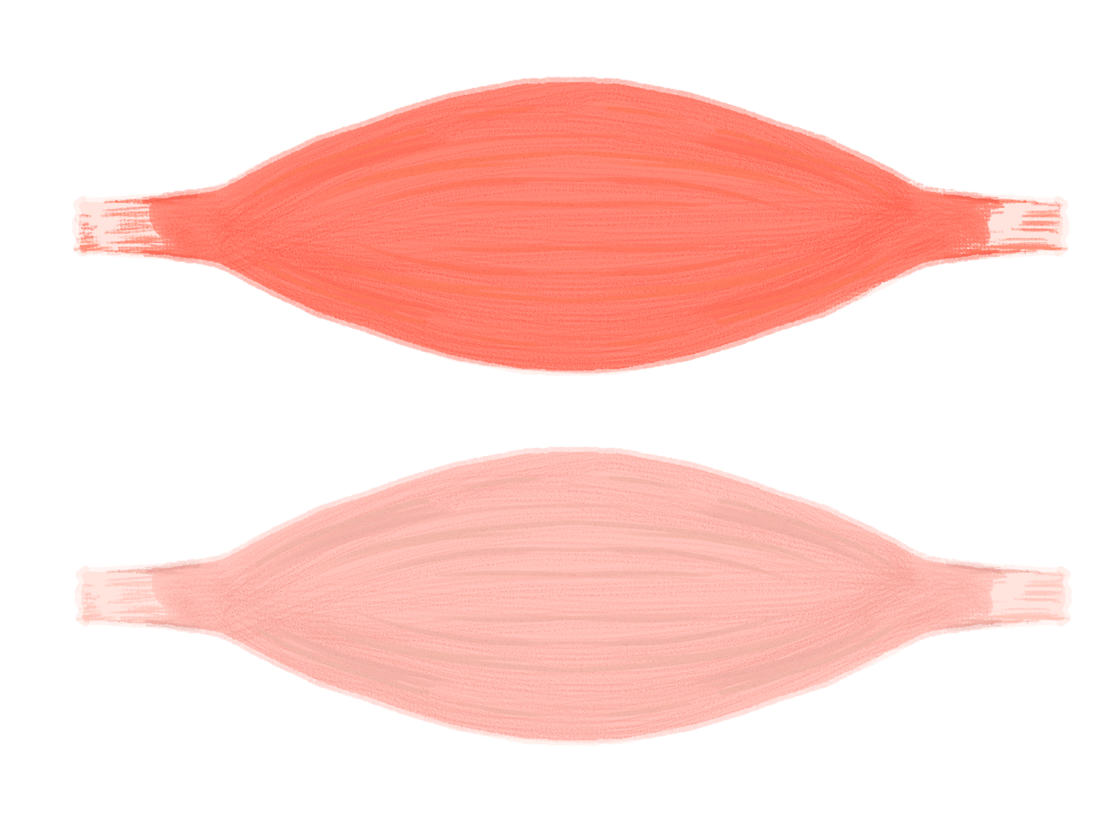 遅筋繊維(赤)と速筋繊維(白)