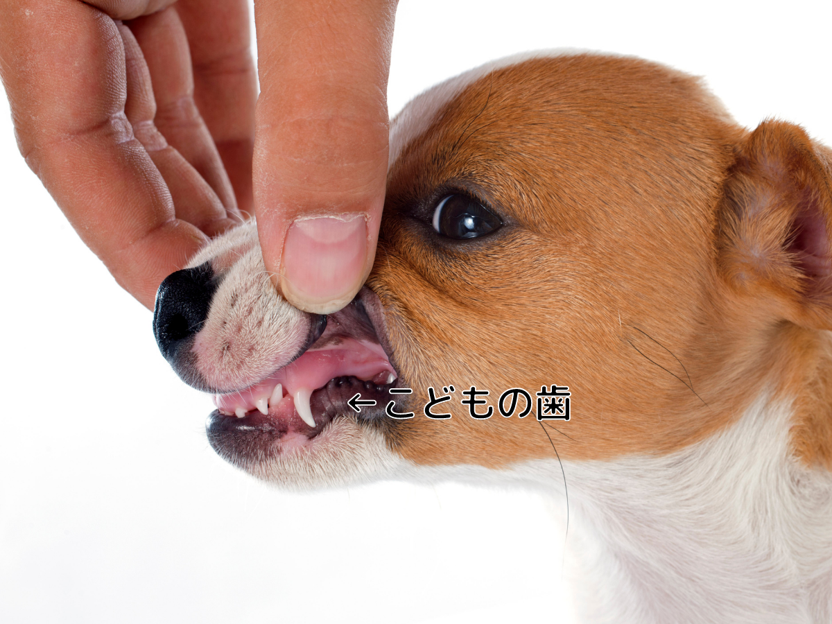 子犬の甘噛みはどうしたら直る 何か月までに直すのが良いの ドッグトレーナー 金倉高志 Yahoo Japan クリエイターズプログラム