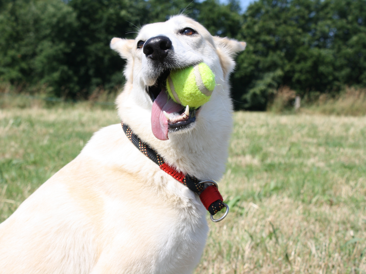 愛犬とボールで遊べると良いですね。