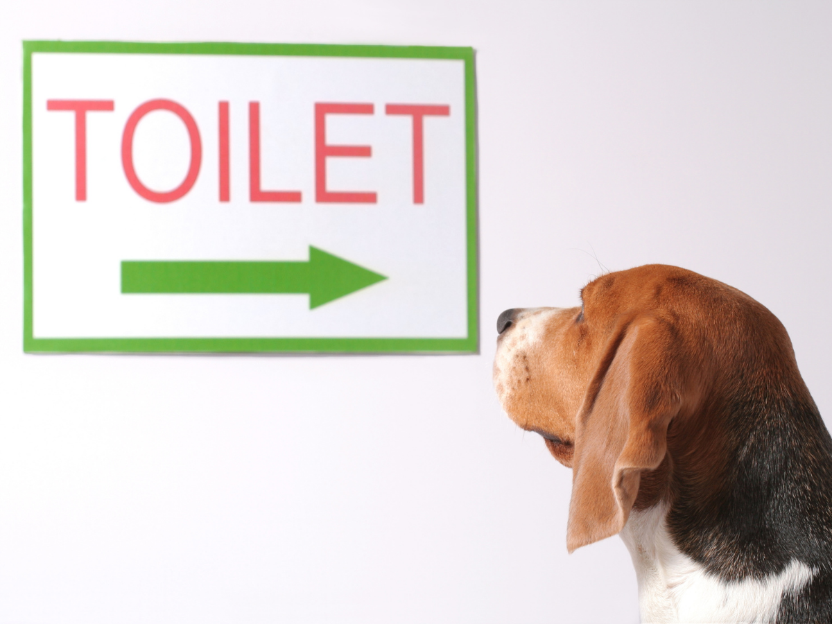 【犬のしつけ】トイレの悩みは色々とあります。