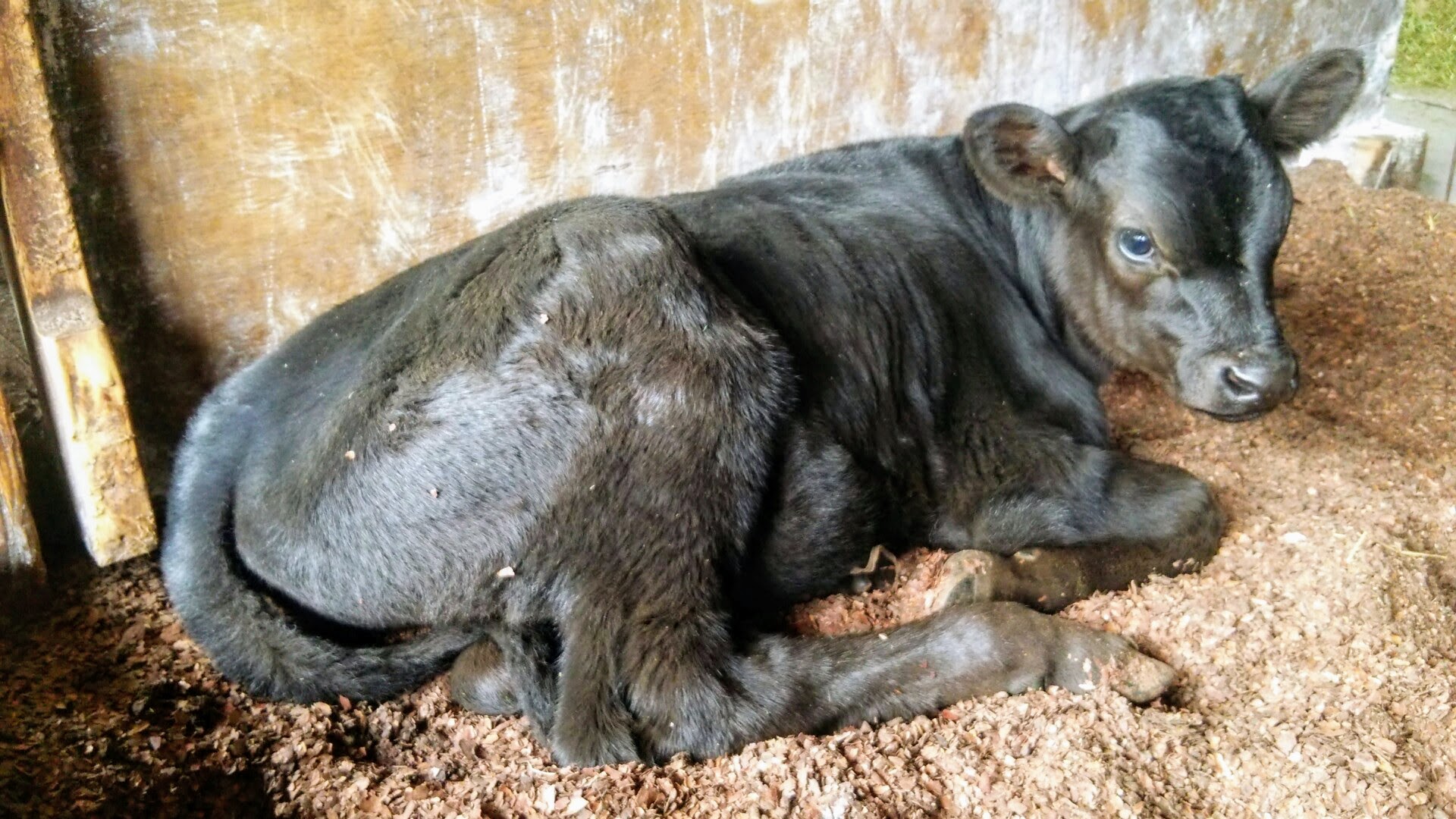 生まれたての子牛。赤ちゃんを産んだ母牛からミルクが搾れます。