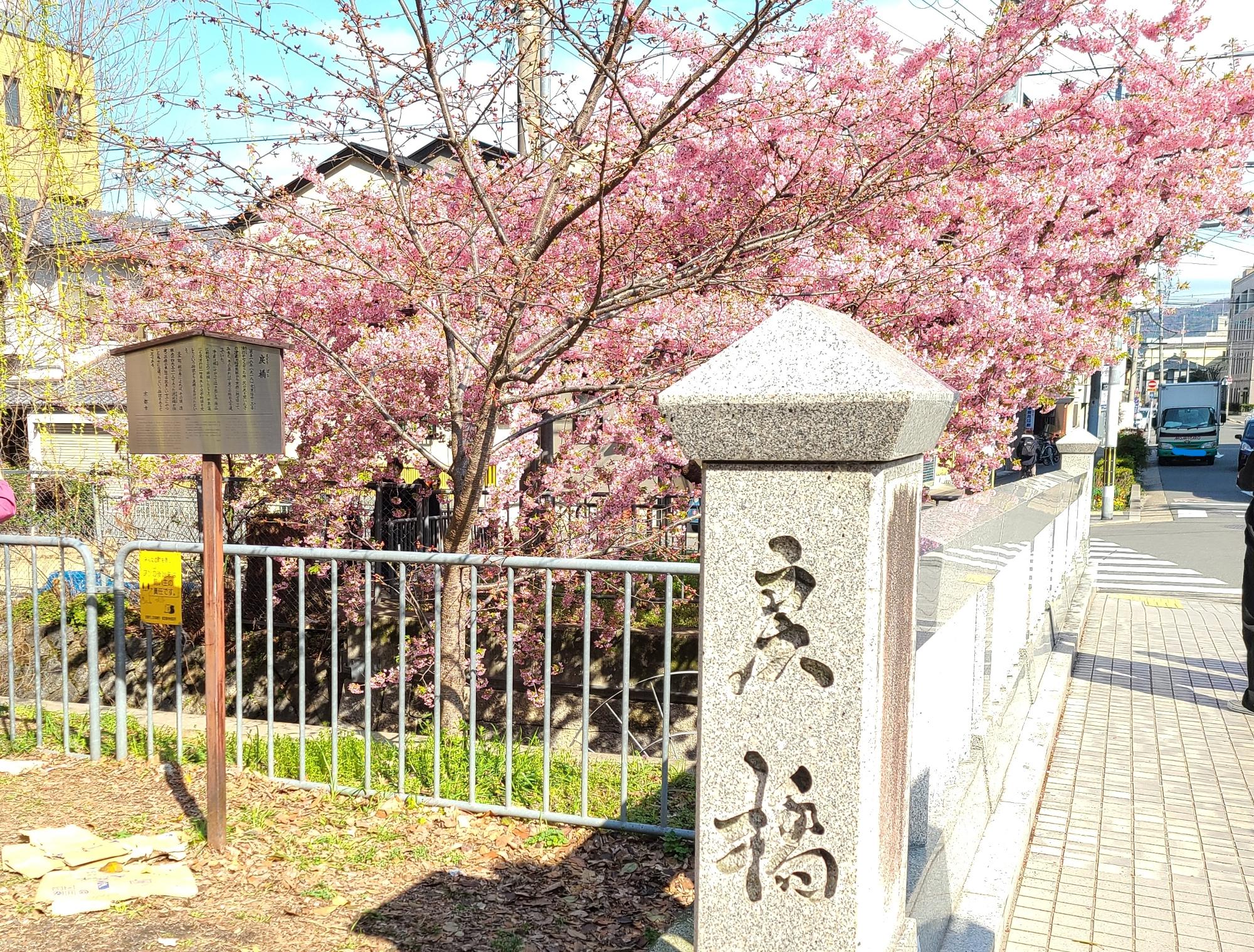 「一条戻橋」の早咲きの桜・河津桜