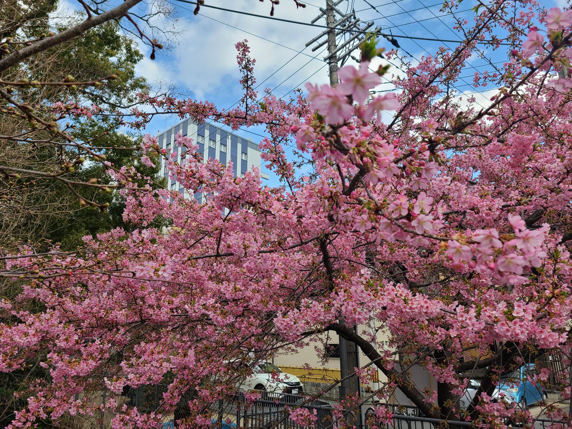 数日前までつぼみだった桜が一気に開花