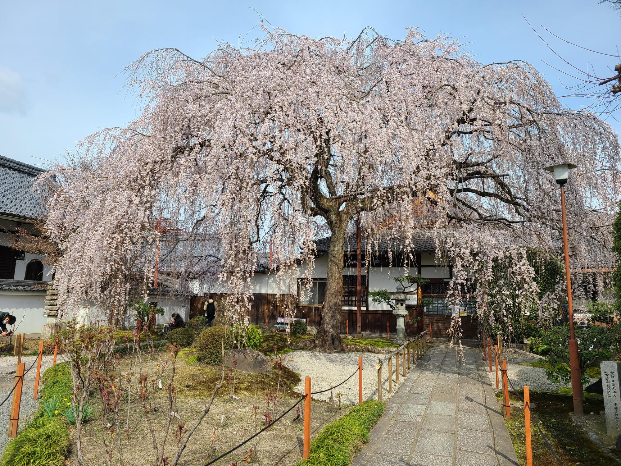 見事な大枝垂れ桜