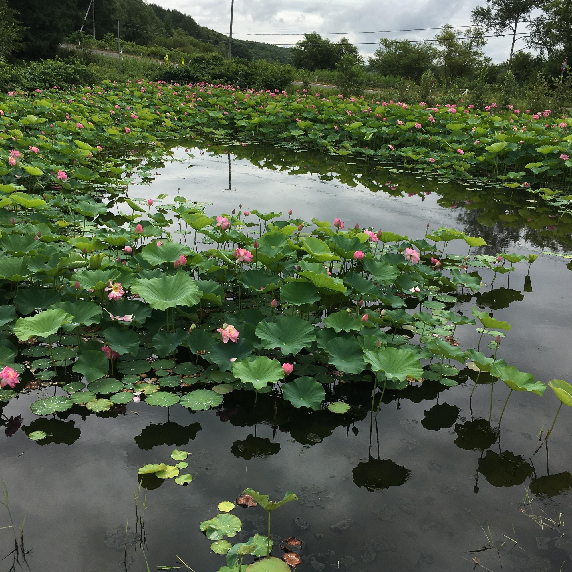 一面に蓮の葉っぱと花が。池の中には鯉やアメンボ、小さな川エビもいるそうです