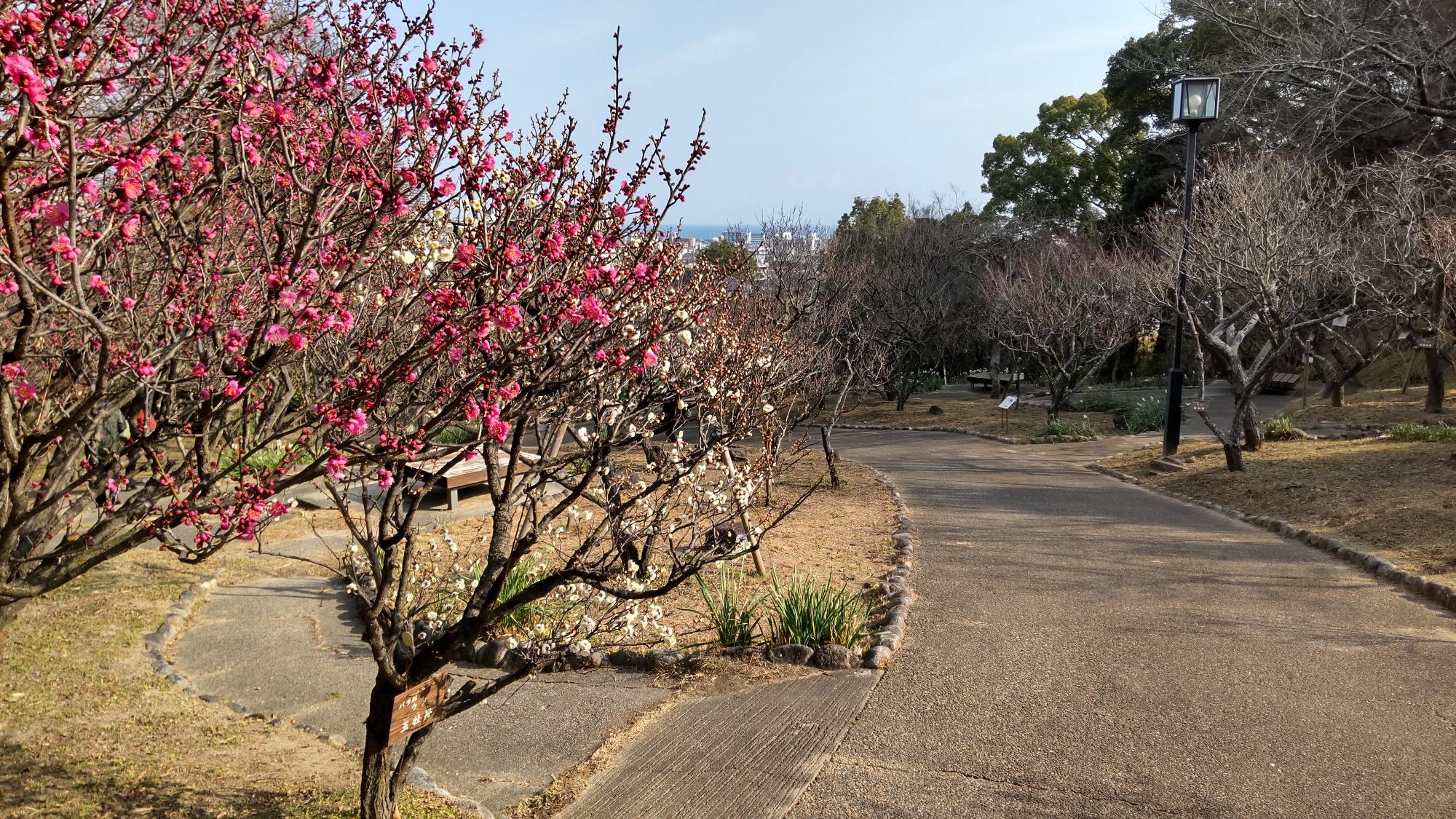 入口付近に咲き始めている梅の花：2022年2月2日撮影