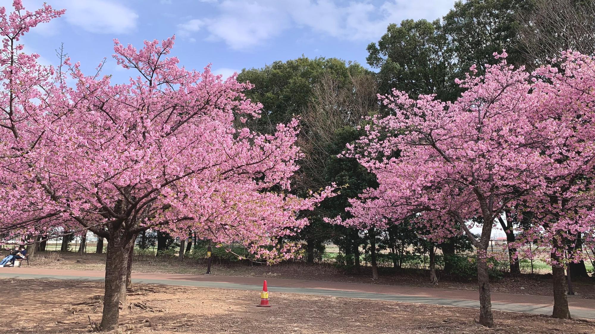 2022年3月中旬、園内に咲き誇るカワヅザクラ