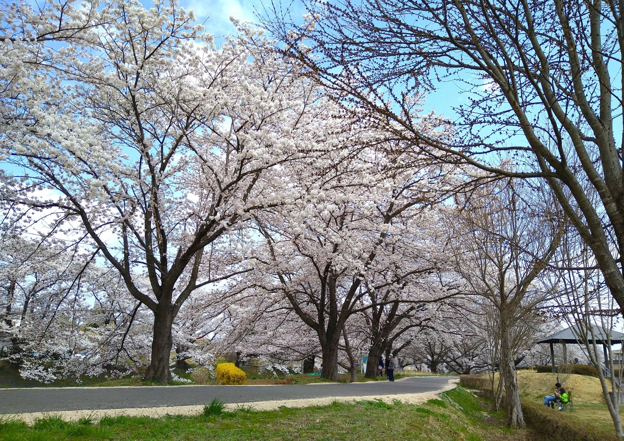 喜久田行政センター（ふれあいセンター）に隣接した藤田川沿いの桜並木
