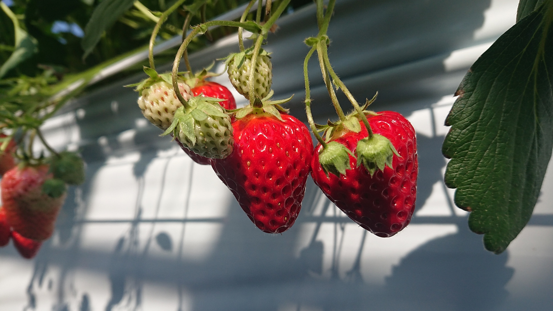 2021年4月上旬「strawberry farm BUNKAEN」のいちご