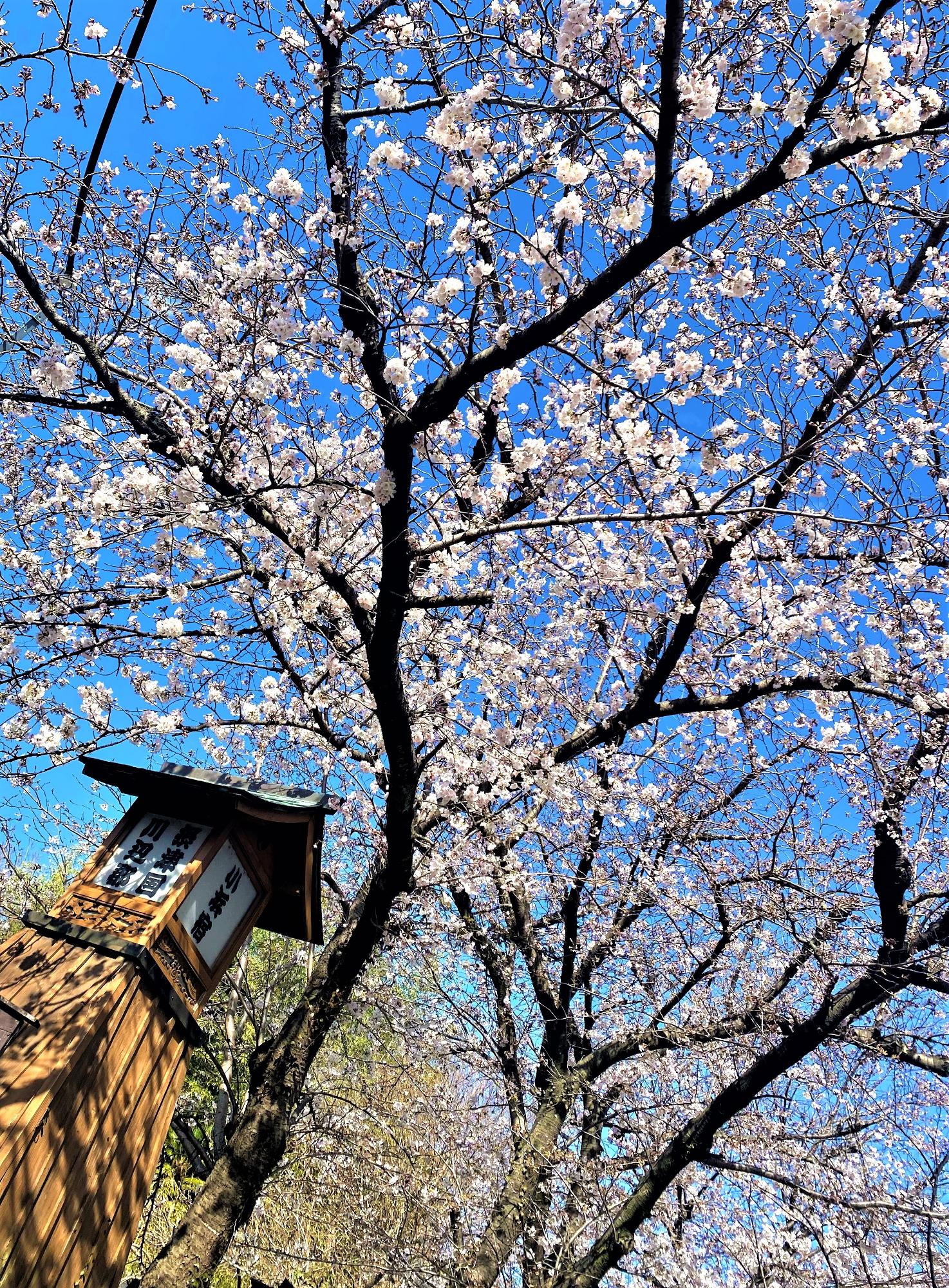 小濱宿 南門 の桜
