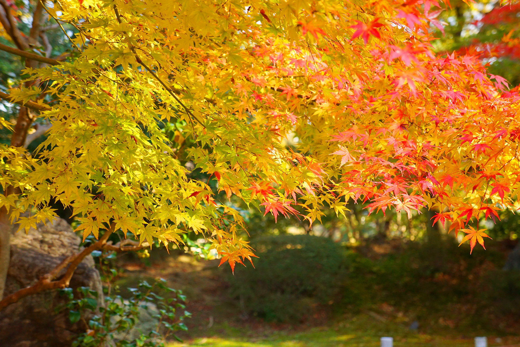 名古屋城lの二の丸庭園