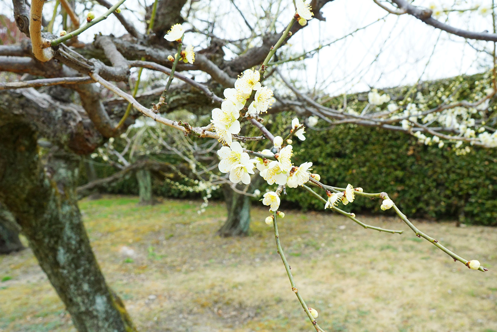 名古屋城の梅の花