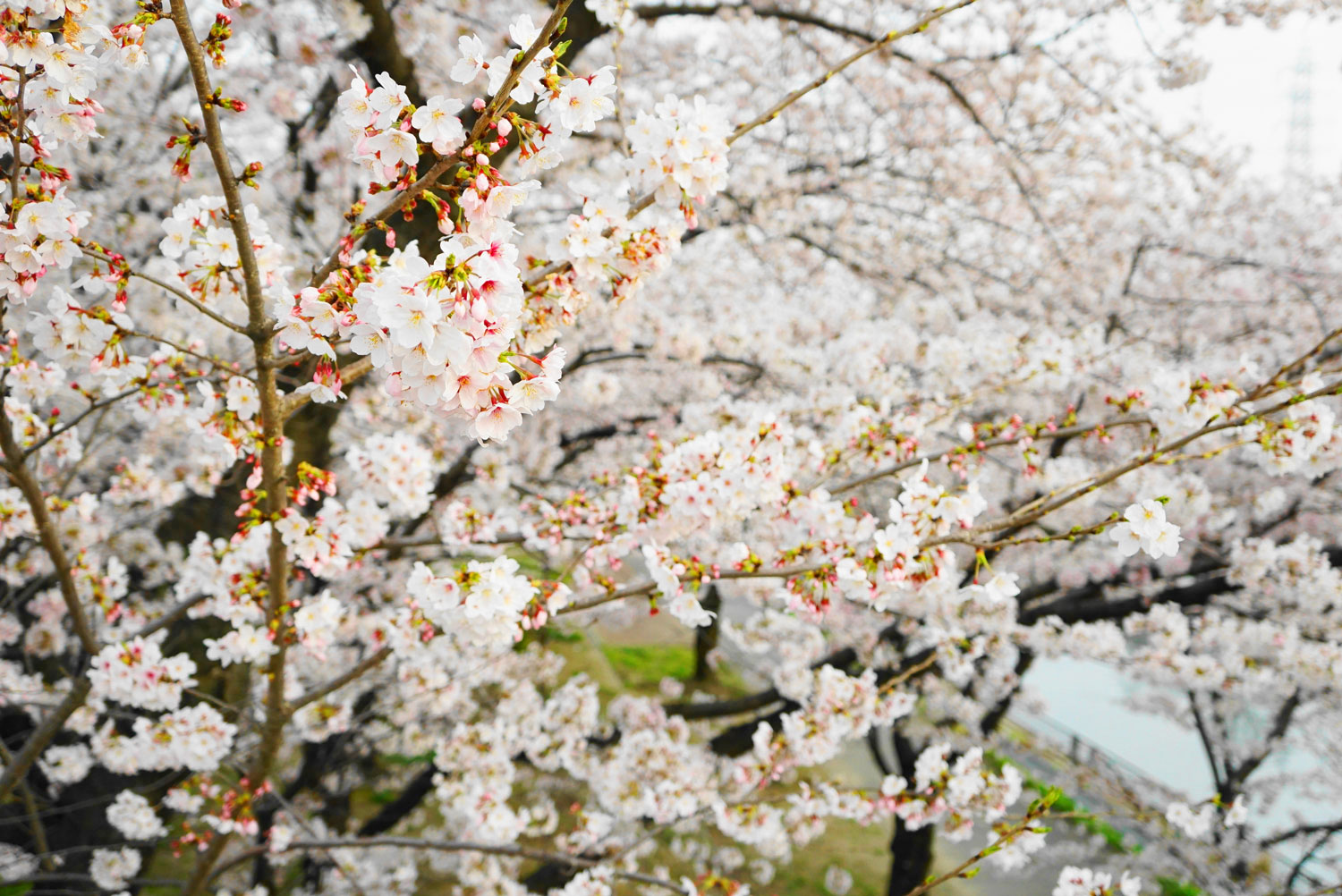荒子川公園の桜（2022年３月末）