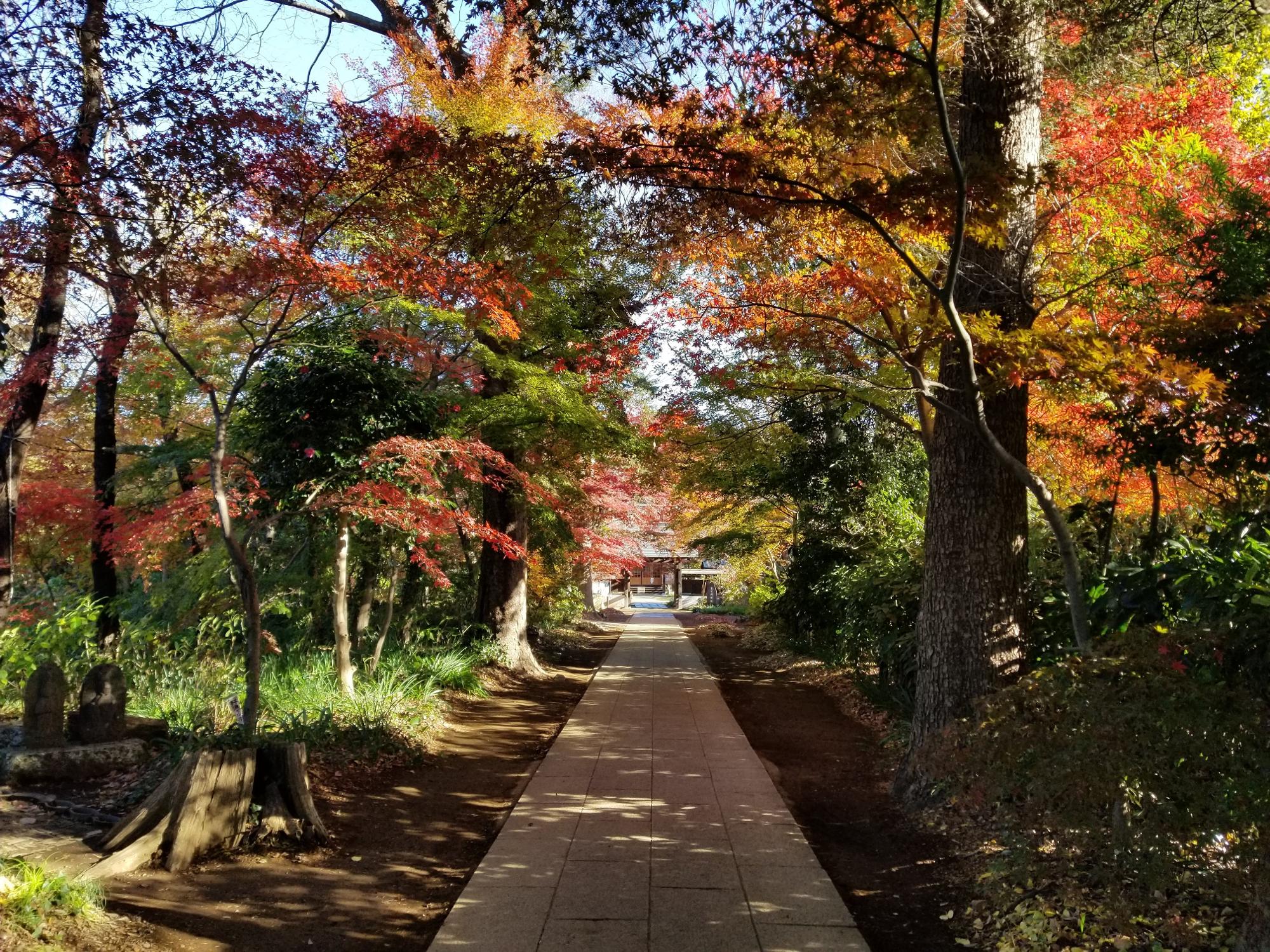12月3日撮影：参道は紅葉に囲まれています