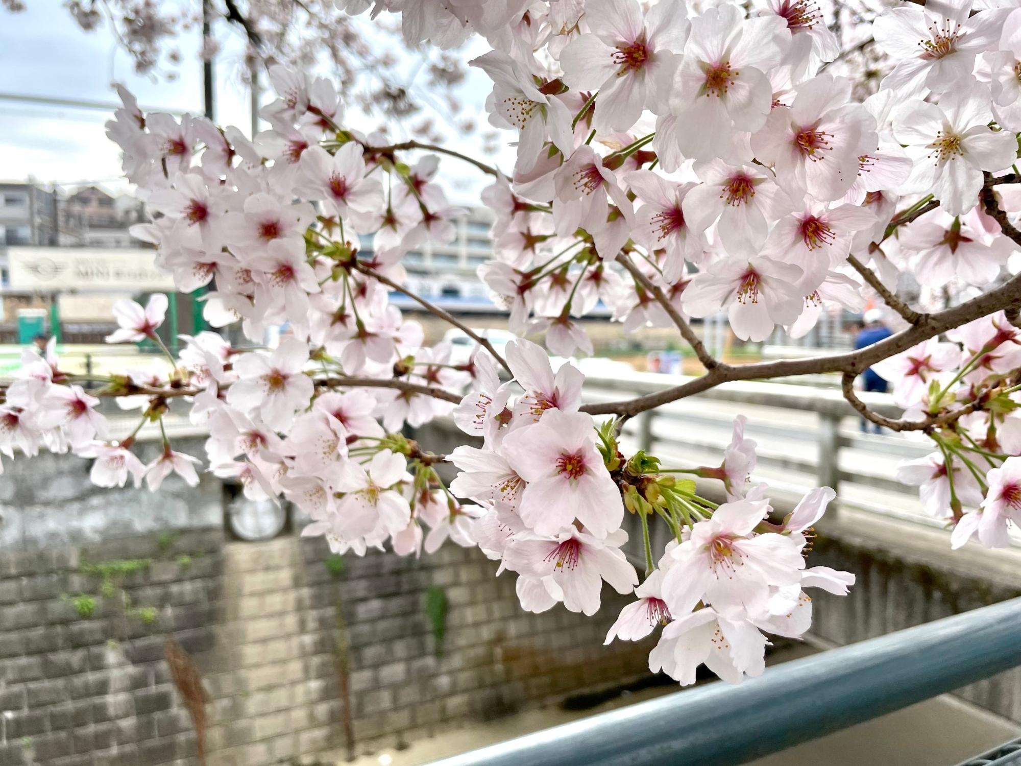 満開となった3月30日の桜の様子