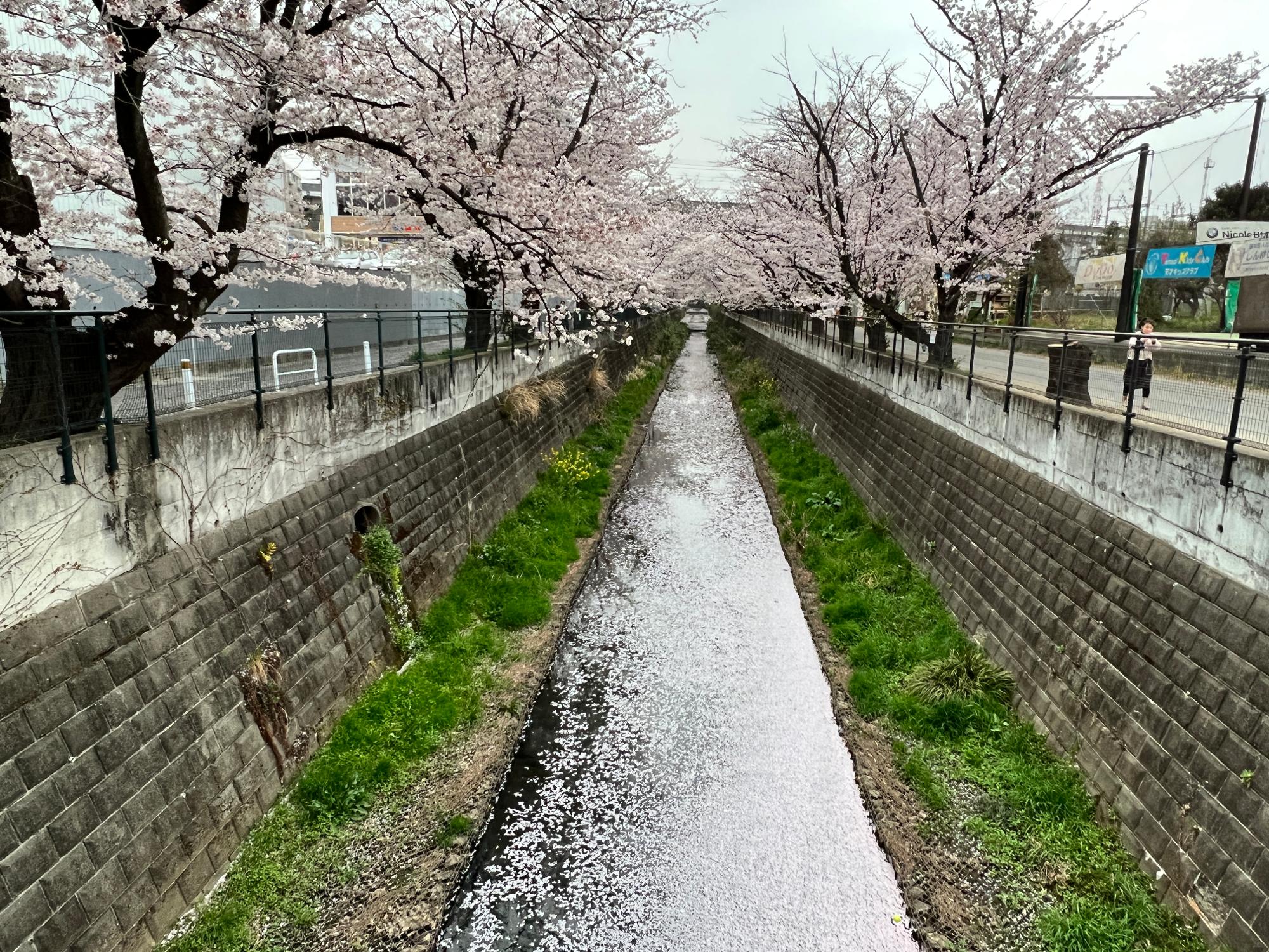 麻生川の一面を彩る花いかだ
