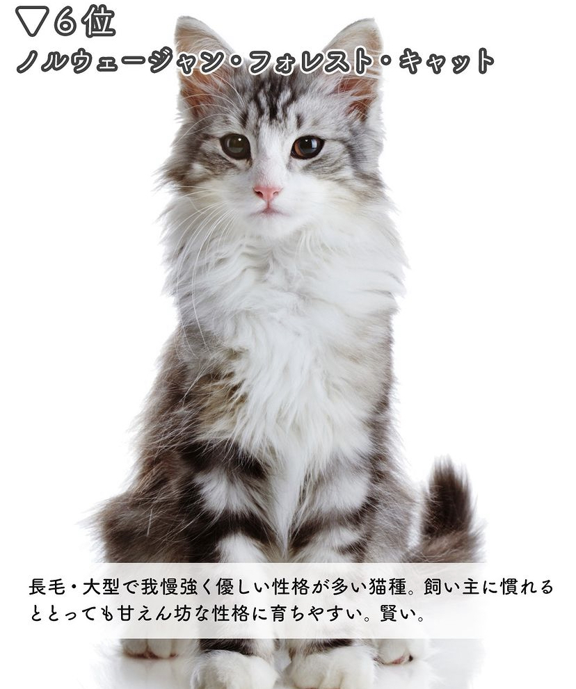 最新版 人気猫種ランキングトップ10 あなたの猫は入ってる ねこぞー Yahoo Japan クリエイターズプログラム