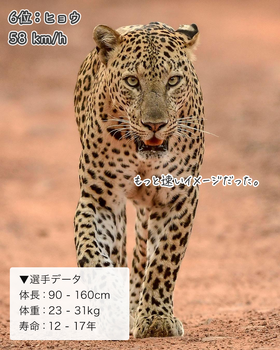 ネコ科の走る速さランキング イエネコは何位 ねこぞー Yahoo Japan クリエイターズプログラム