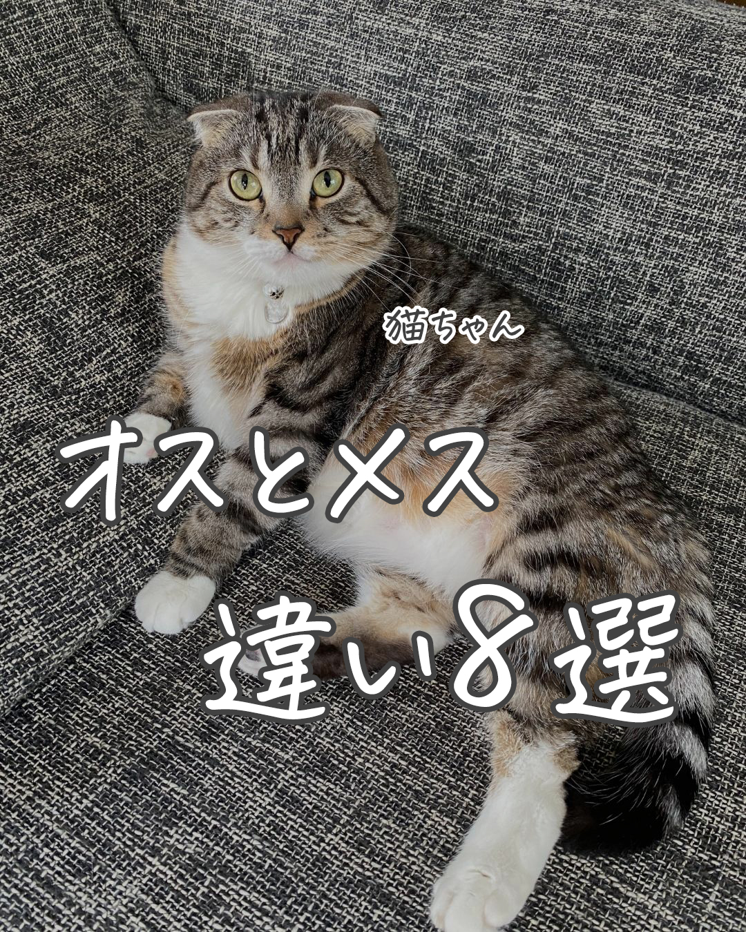 驚愕 猫のオスとメスの違い8選 あなたの愛猫にあてはまる ねこぞー Yahoo Japan クリエイターズプログラム