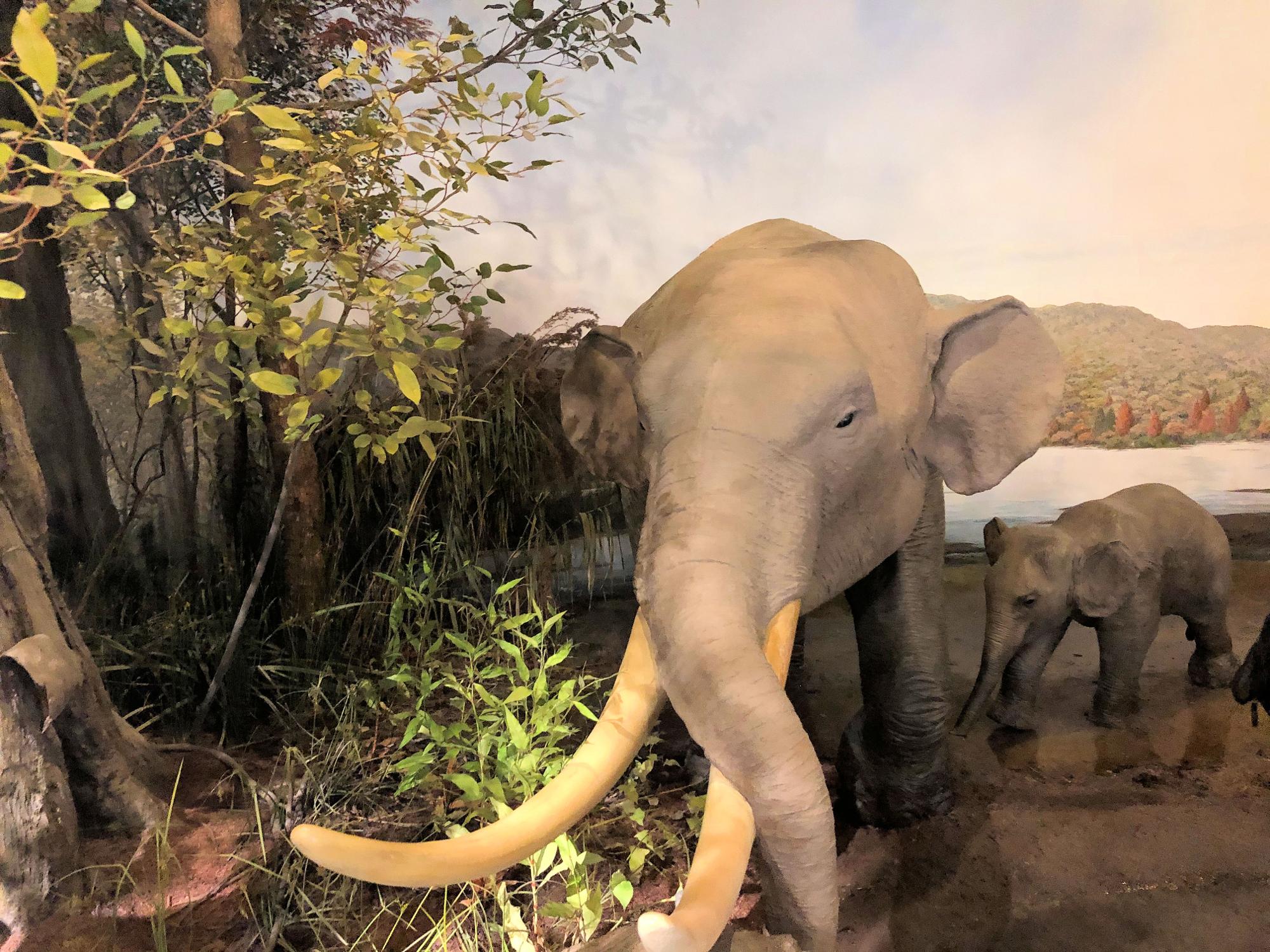 参考画像：滋賀県草津市にある琵琶湖博物館で展示しているアケボノゾウの親子