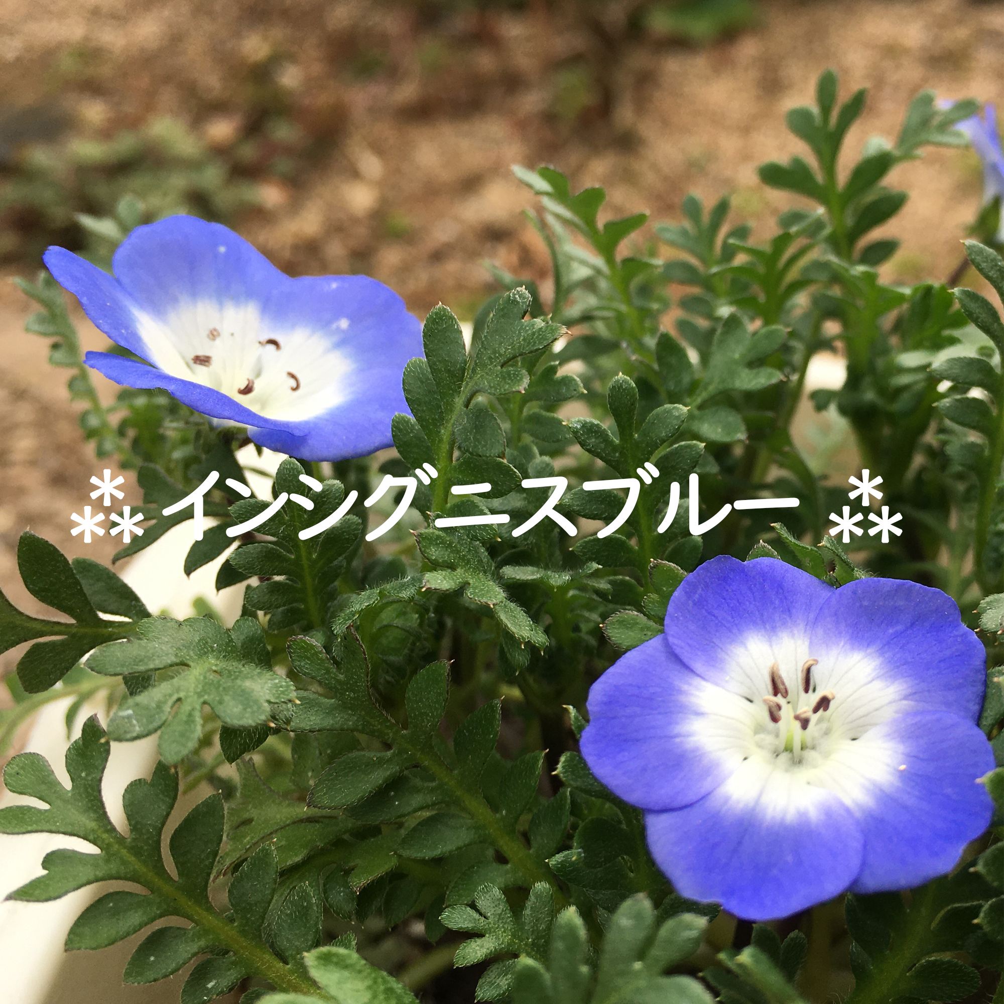 定番の青い花