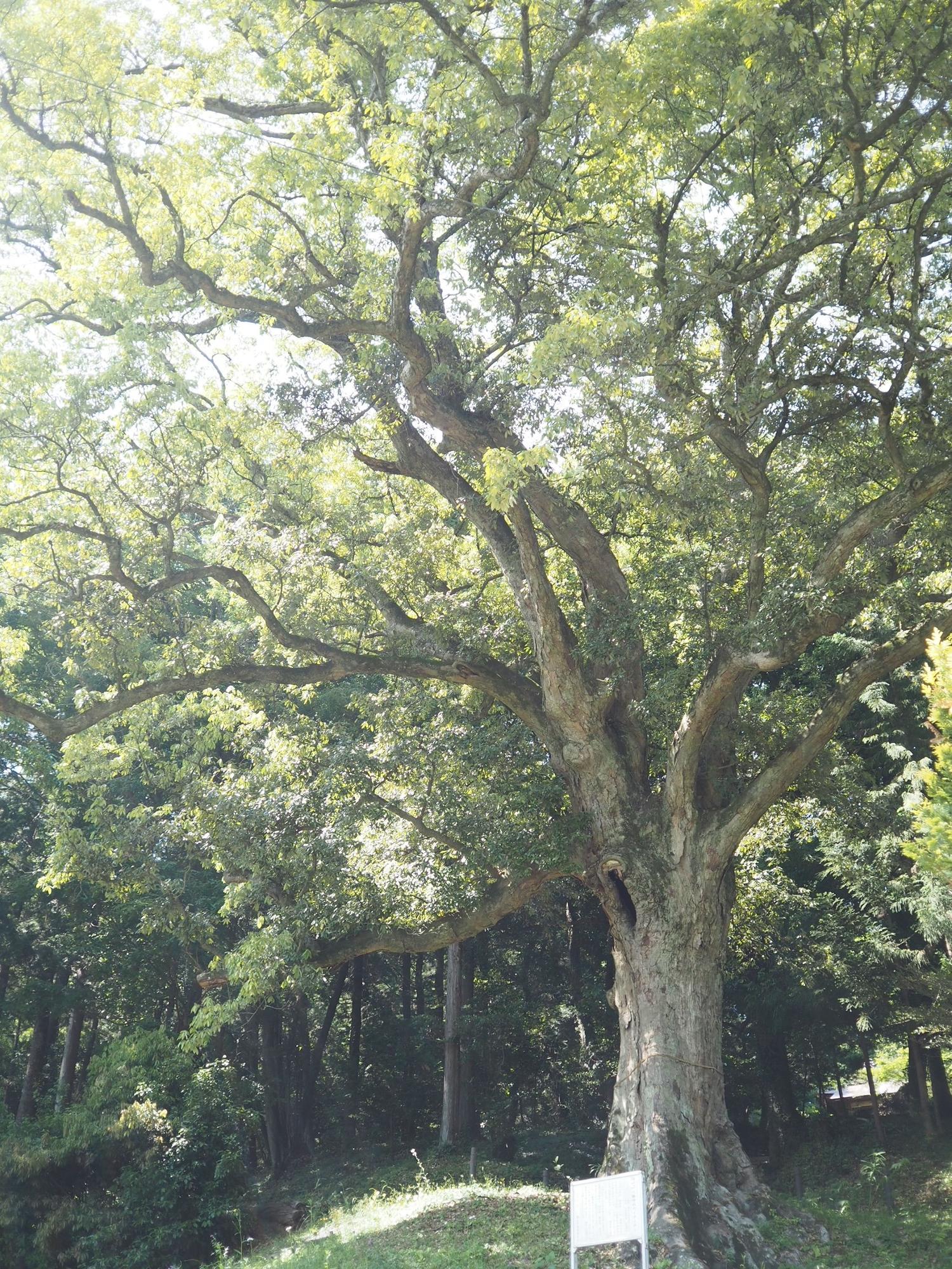 イチイガシの大木。樹齢400年以上とも言われています