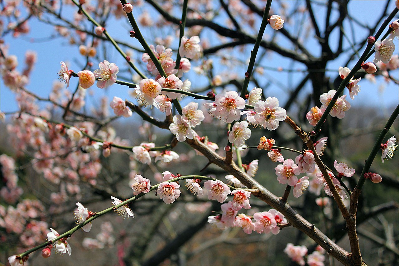 梅林公園の梅が、春の訪れを告げる。