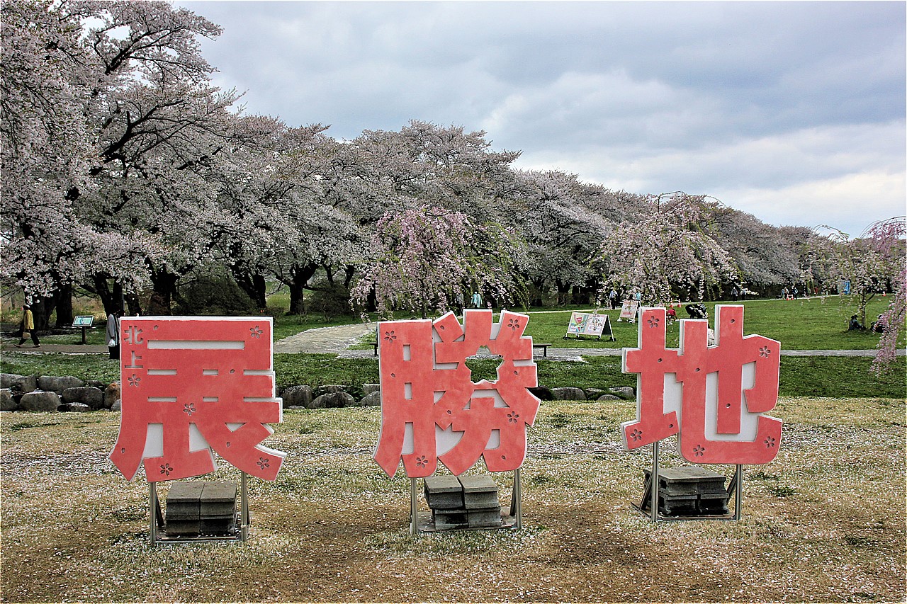 展勝地の園内では毎年、4月下旬に桜まつりが開催される。