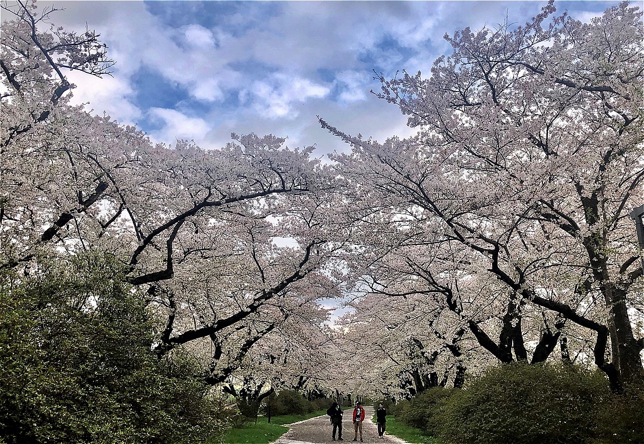１万本もの桜が咲き誇るさまは、たとえようのない美しさだ。
