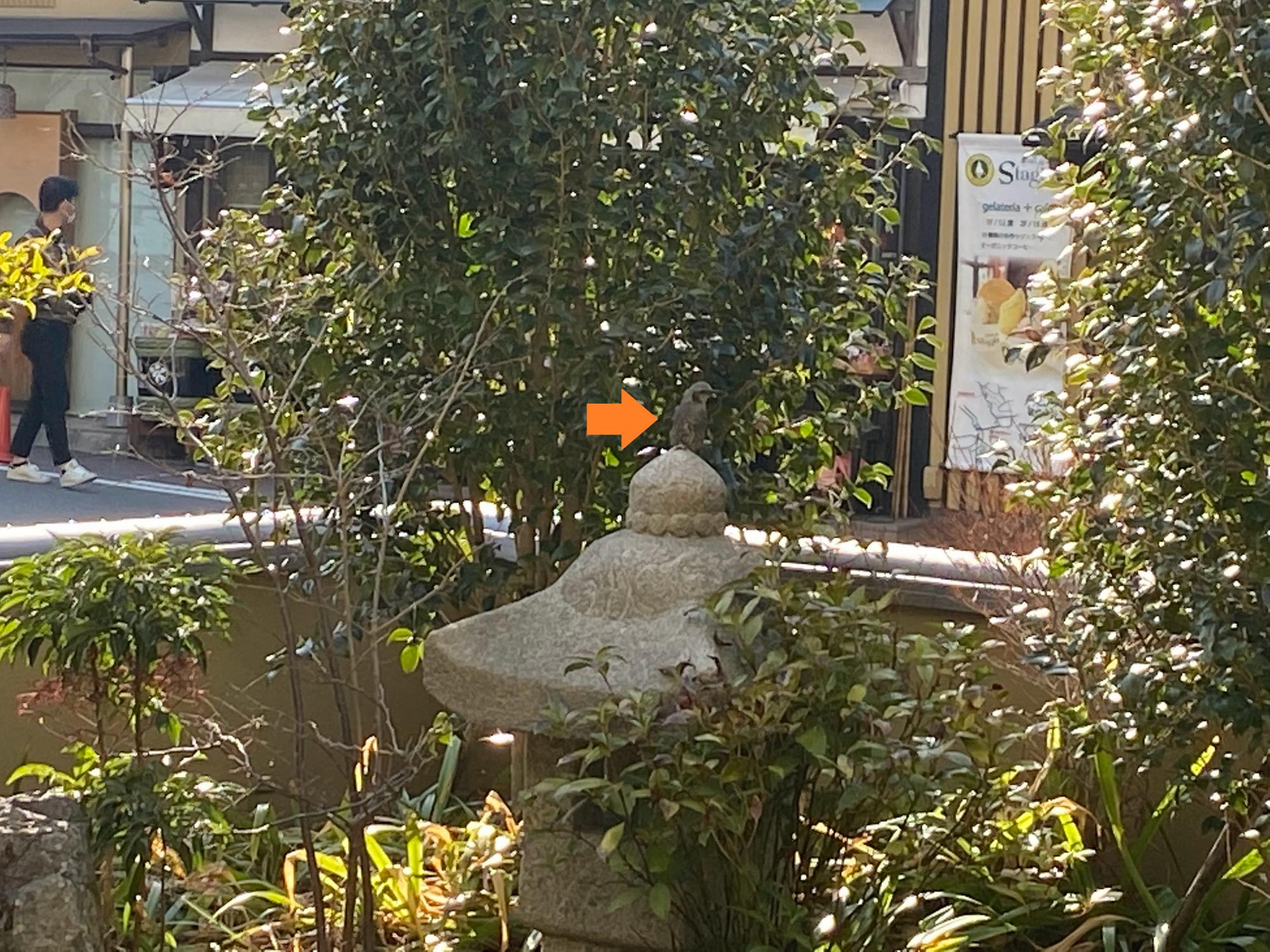 目の前の日本庭園にヒヨドリが遊びにきました