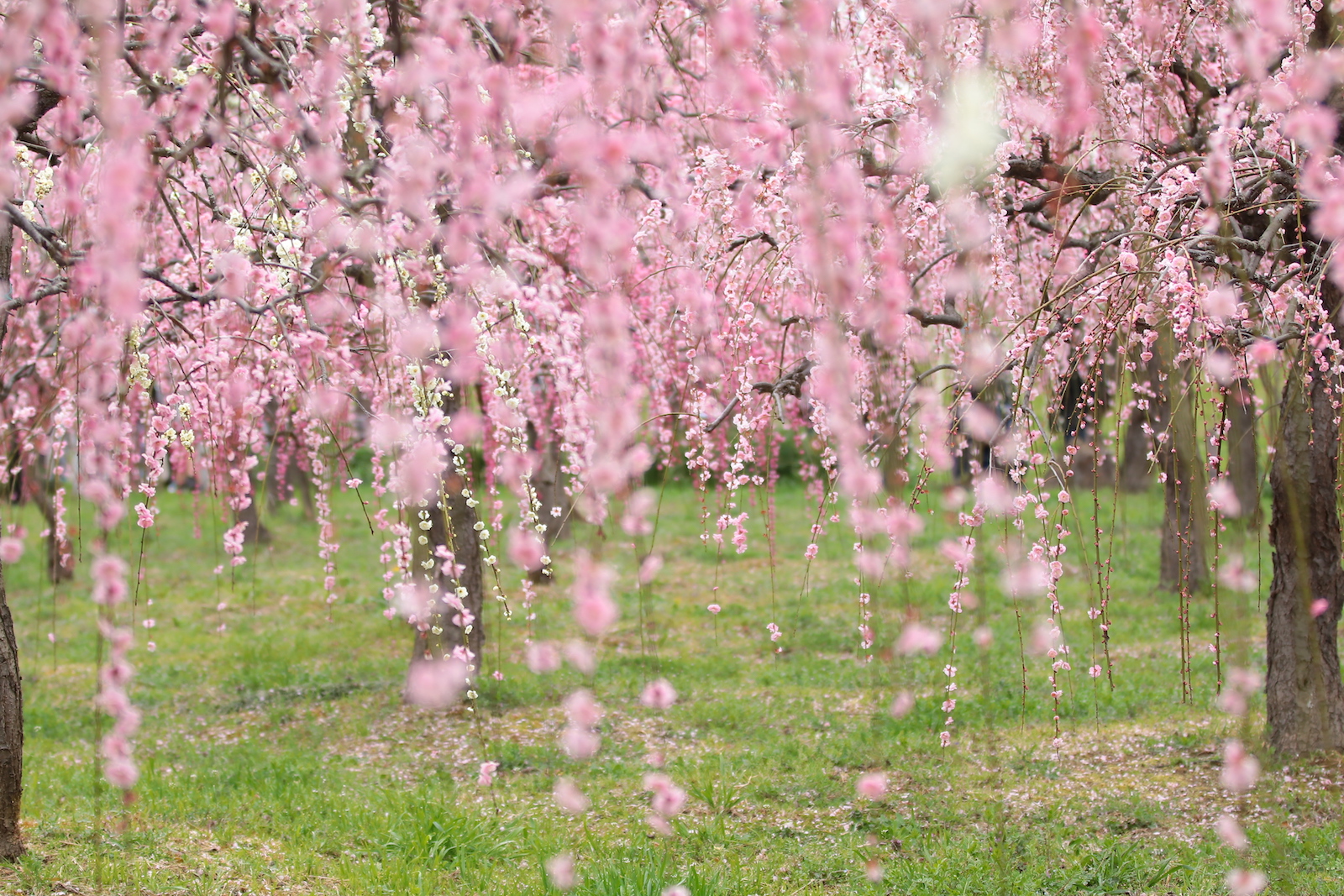 名古屋市天白区 春の色彩と活気に魅了される 名古屋市農業センター Delaふぁーむ へ癒しを求めて 土庄雄平 Yahoo Japan クリエイターズプログラム