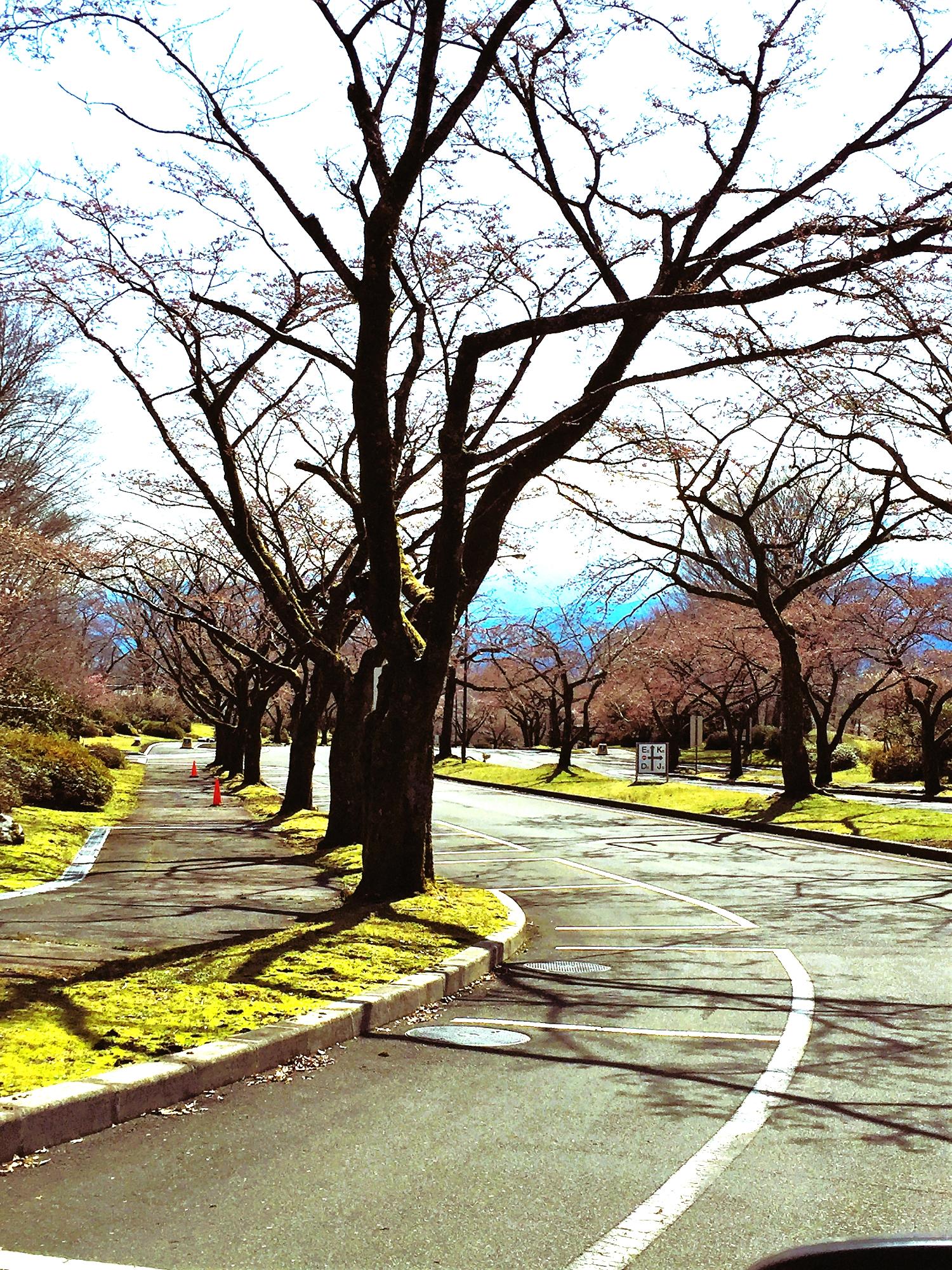 道路脇に駐車スペースがあるので愛車と桜を一緒に撮影できます。