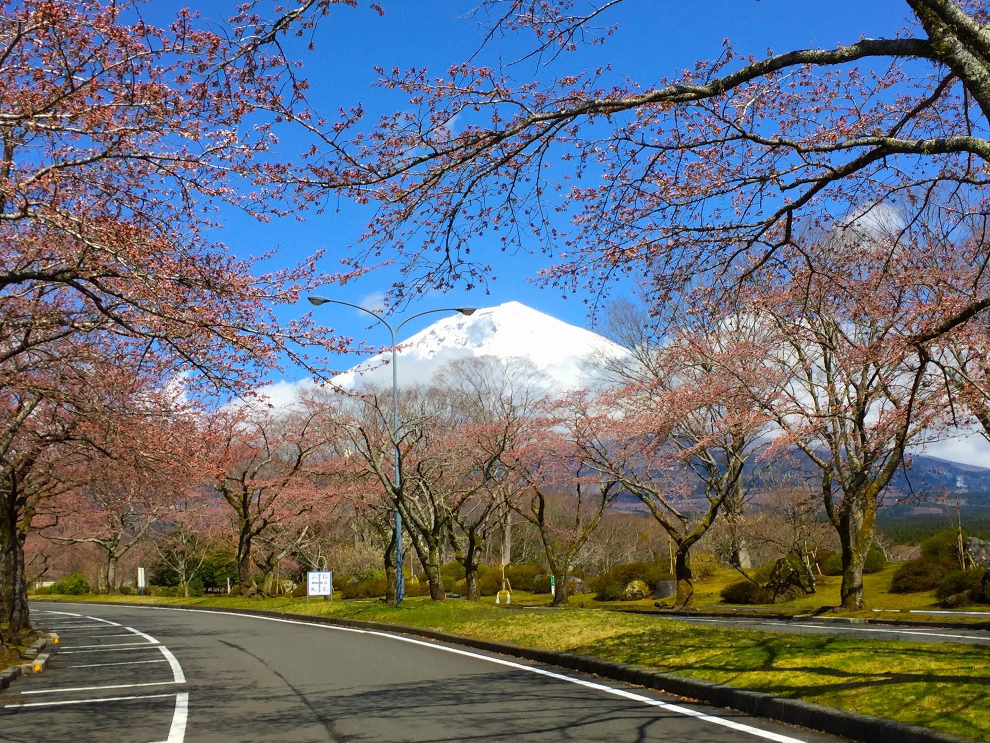 富士山をバッグに桜を眺めるなんて贅沢！