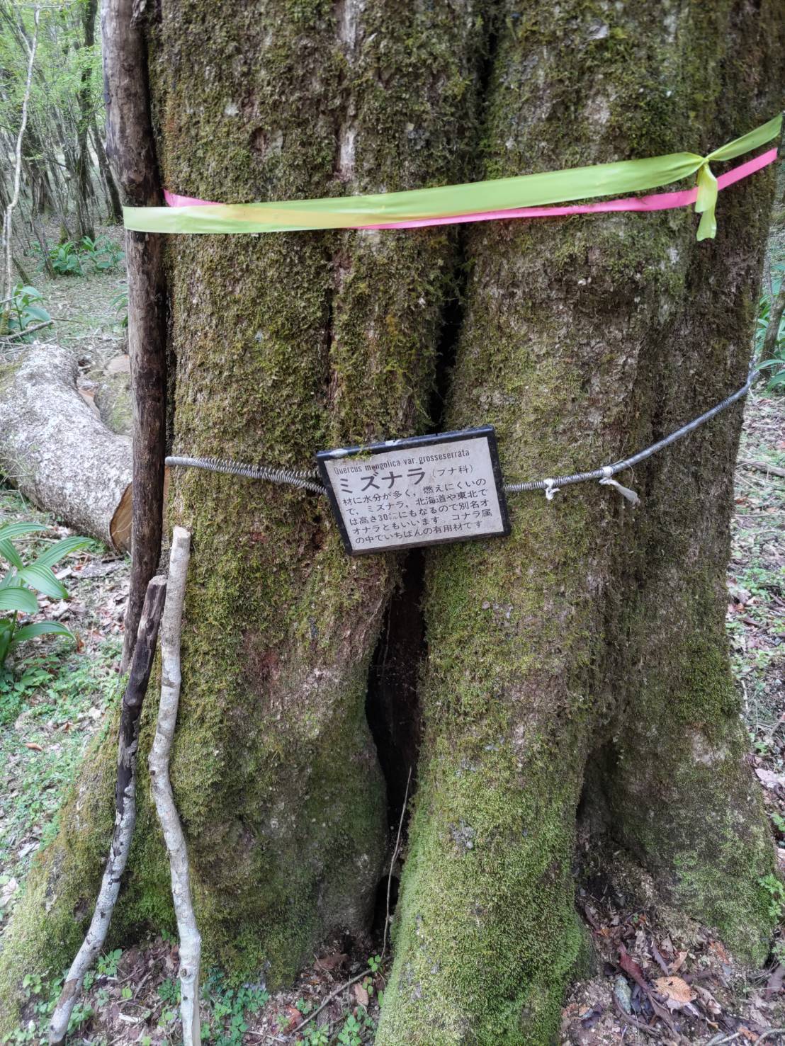 木々には名前が記されたプレートが付けられています。