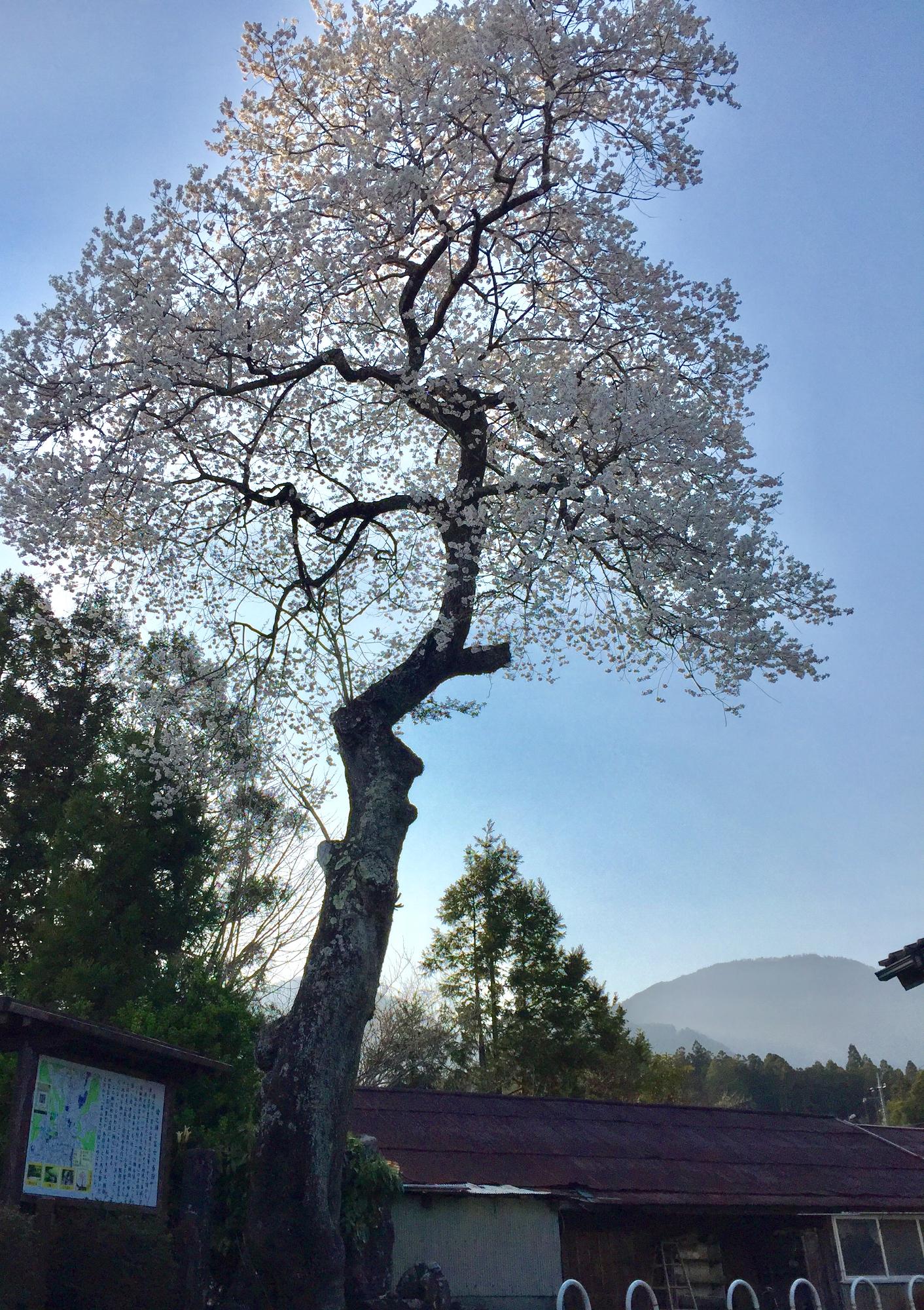 畠山重忠の桜（2022年4月に撮影したものです）